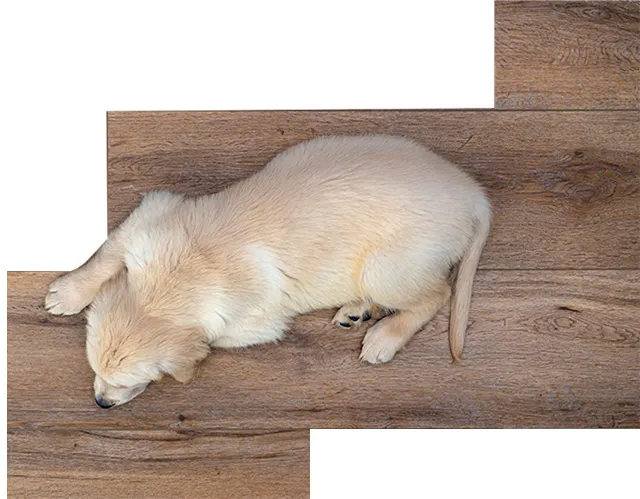 Dog On Floor