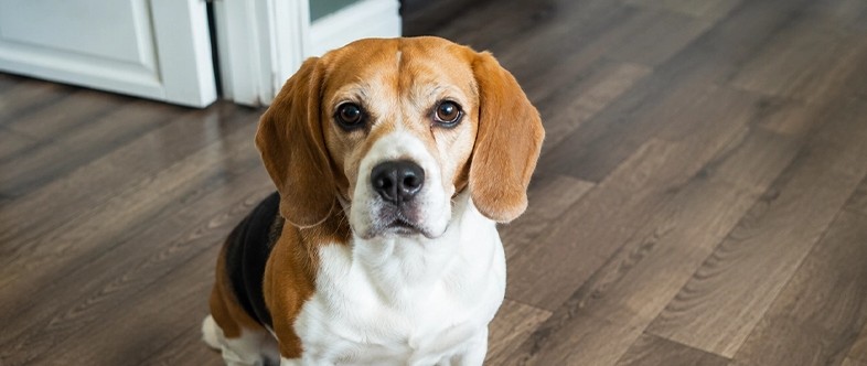 Pet Friendly Laminate