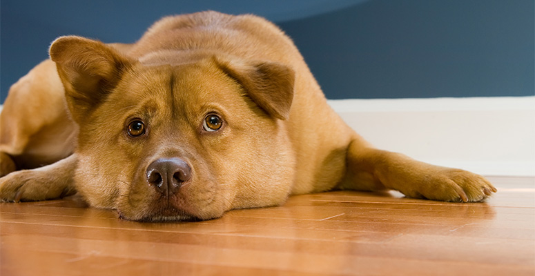 how to protect hardwood floors from dog urine