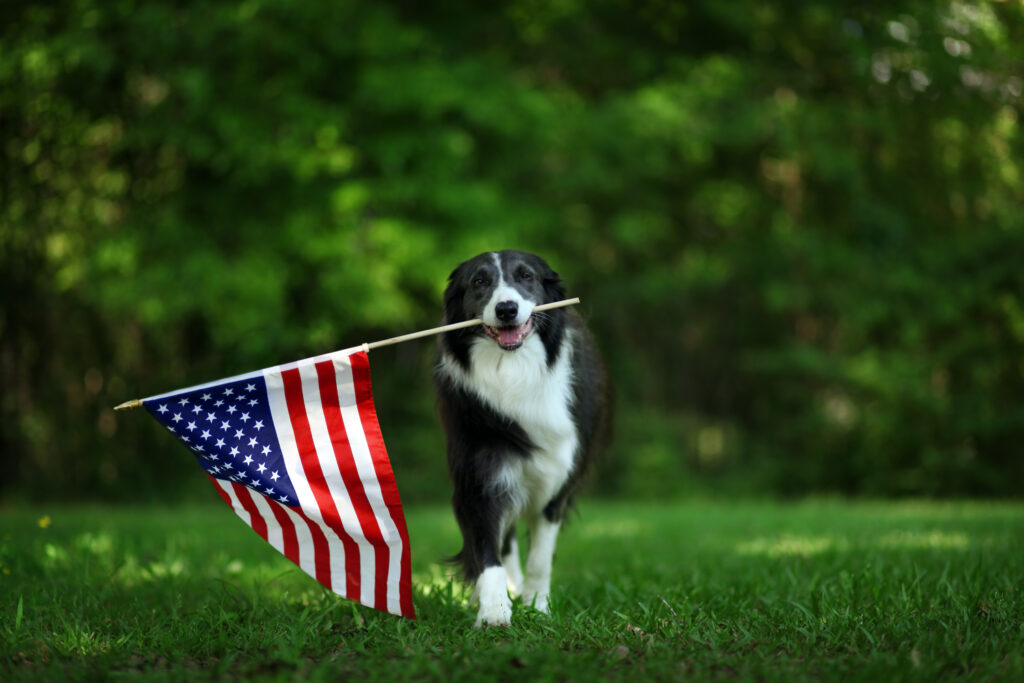 dog carrying usa flag in memorial day parade