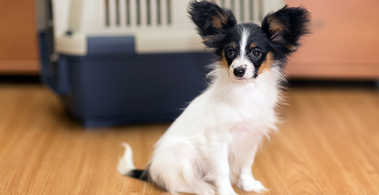 What’s the Best Flooring for Pets? A Comprehensive Guide
