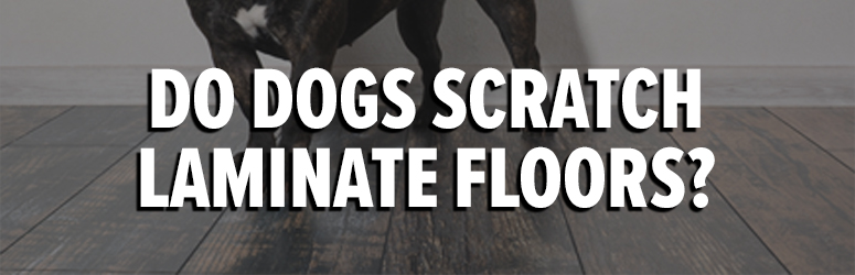 Dogs Easily Scratch A Laminate Floor, Do Dogs Scratch Laminate Floors