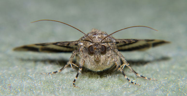 if you have carpet moths it's time to replace the carpet