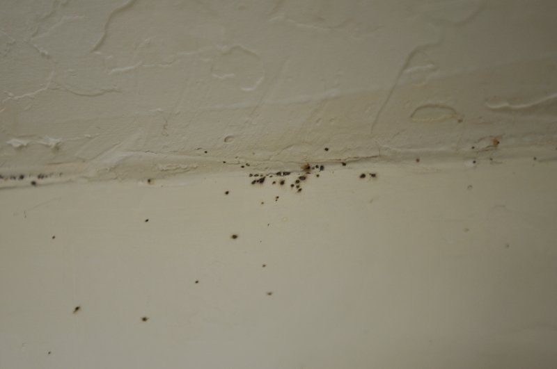 bed bug infestation at wall