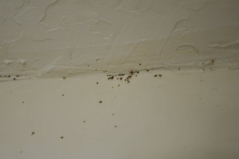 How to Find Bed Bugs