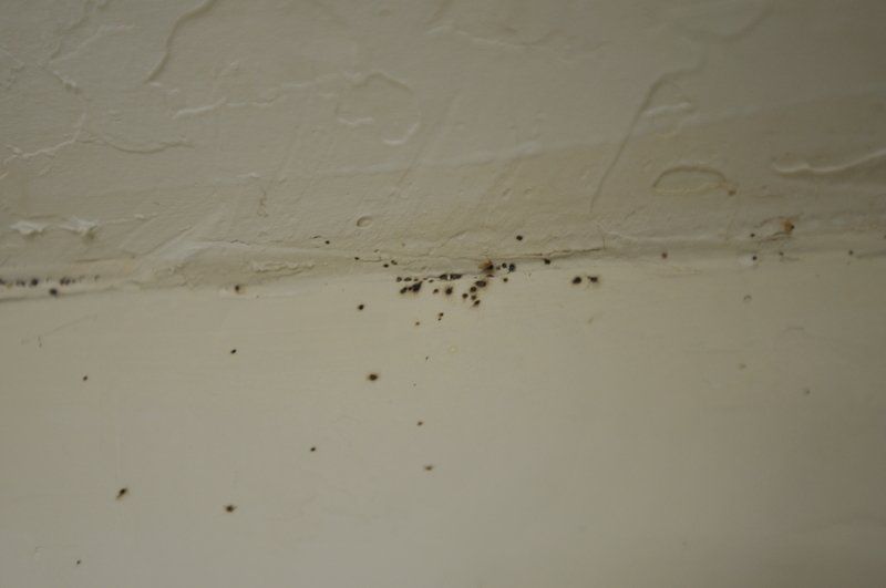 Can Bed Bugs Live In Carpet Let S Ask The Guys To Find Out