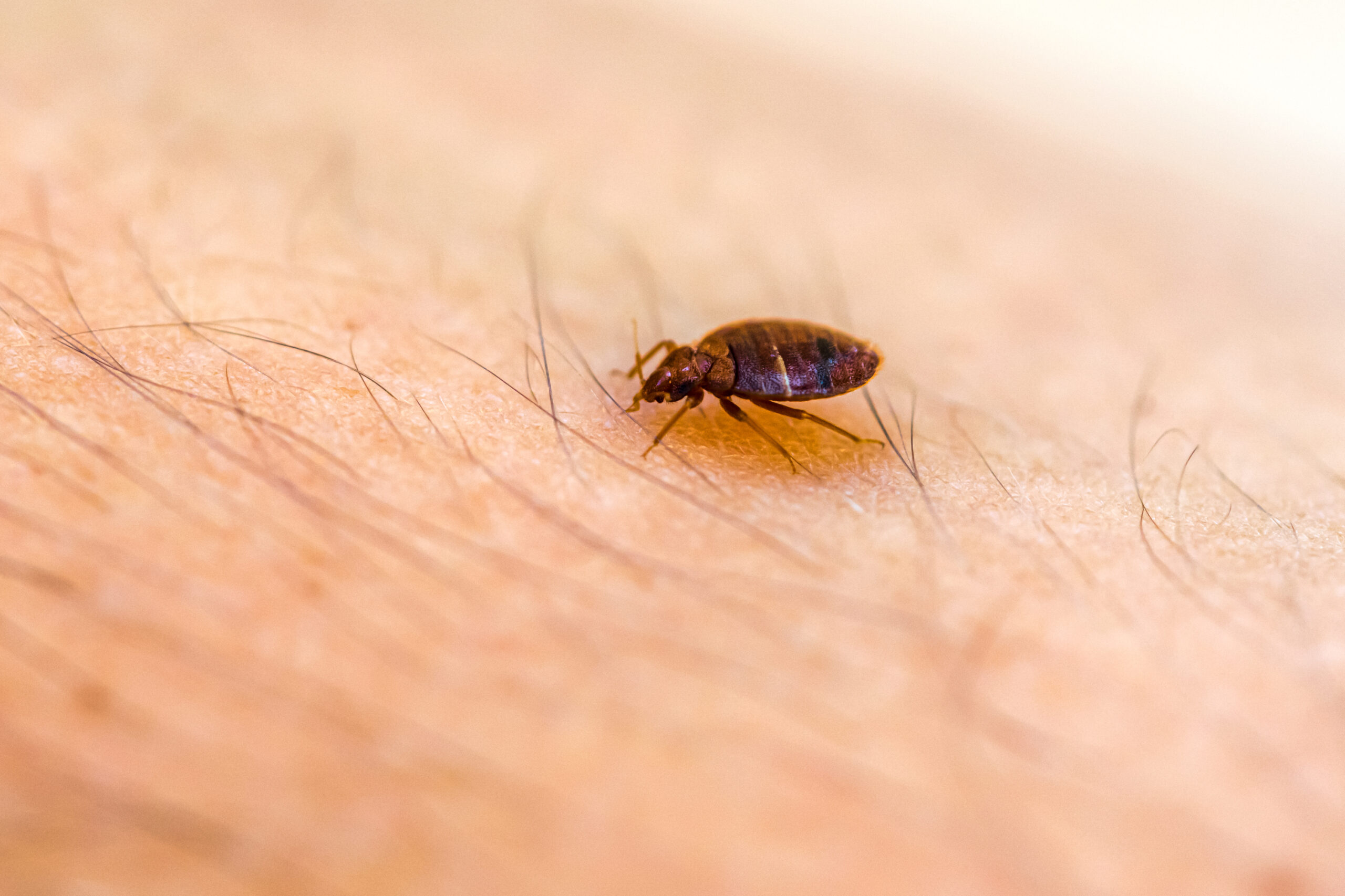 Can Bed Bugs Live In Carpet Let S Ask The Carpet Guys To Find Out The Carpet Guys