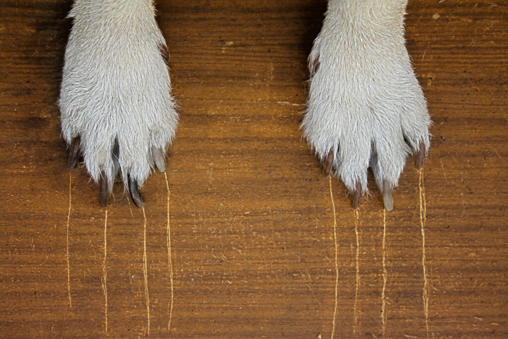 dog paws scratching hardwood flooring