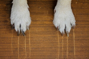 dog paws scratch hardwood floor