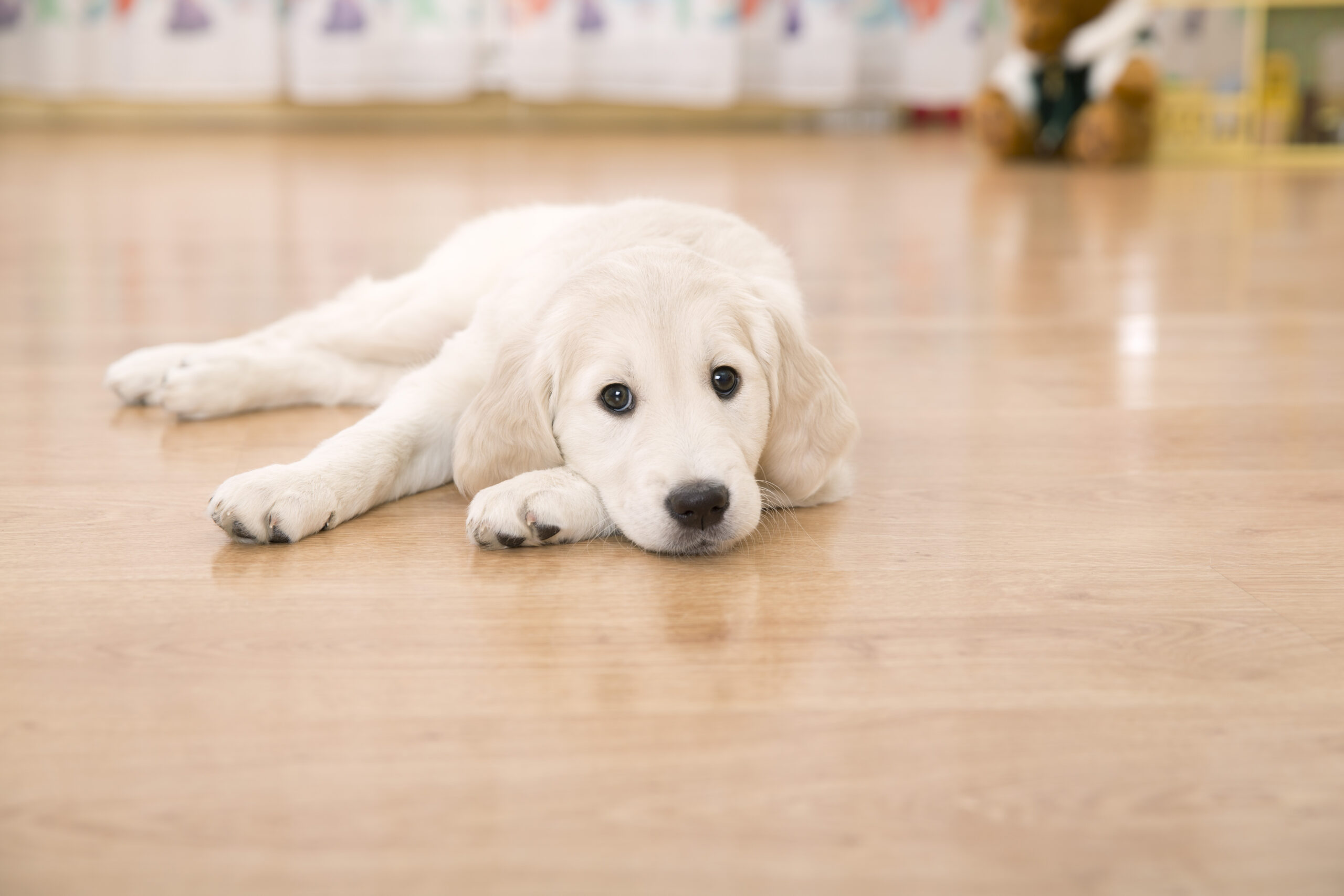 Is Hardwood Flooring Good For Pets?