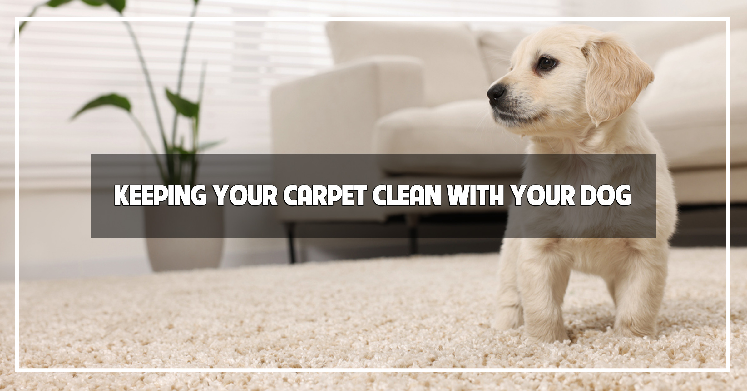 How to Keep Carpet Clean with Dogs Tips and Tricks The Carpet Guys