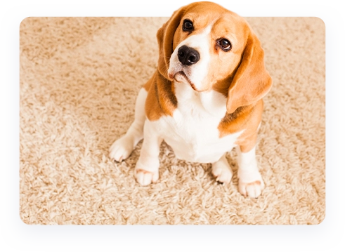 Pet friendly carpet