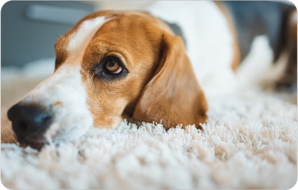 Beagle relaxing on pet friendly carpet