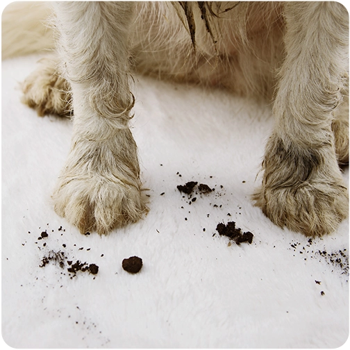 Dog paws on durable pet friendly carpet