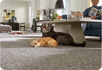Pet friendly carpet with dogs at home